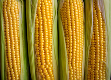 Fresh Corn Cobs, Close Up. Appetizing Cobs Of Ripe Yellow Corn With Green Leaves Top View. Organic Food, Healthy Lifestyle.