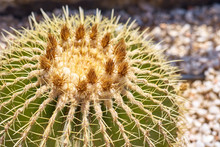 Cactus Ball Echinocactus Grusonii In The Garden. Close Up Of Succulent Golden Barrel Cactus