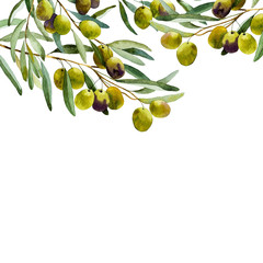 watercolor olive branch on white background