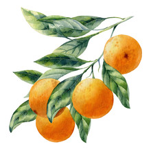 Watercolor Fruit Orange Branch