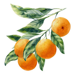 watercolor fruit orange branch