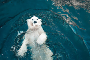 polar bear swims in cold blue water and holding food in his mouth. close-up photo of floating white 