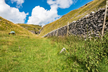 Wall Mural - Sheep seen grazing on rough pasture in the North Yorkshire Dales in mid summer. An old, dry stone wall on the left can be seen in this mountainous area.