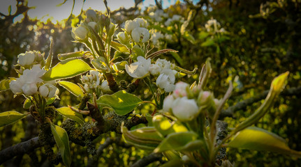 Wall Mural - Pear blossom seen in early spring within an orchard that produces pear cider for the public.