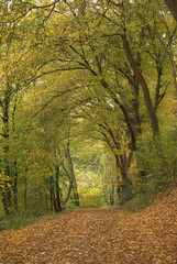  autumn forest way