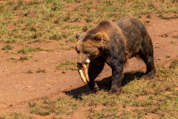 Wall Mural - a brown bear walking through a green meadow