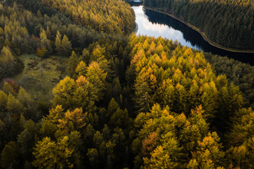 Wall Mural - An aerial drone view of a large pine forest