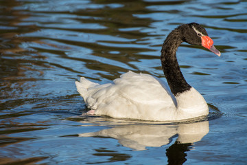 Wall Mural - Swan 12