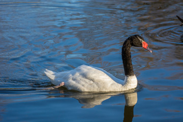 Wall Mural - Swan 17