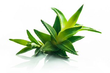 Aloe vera plant isolated on white background