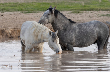 Sticker - Wild Horses in Spring at a Utah Desert Waterhole