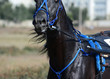 Portrait of a black horse trotter breed in motion on hippodrome.