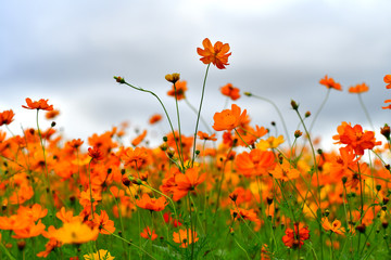cosmos 코스모스 orange cosmos