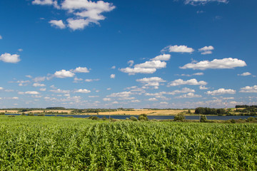 Wall Mural - Summer field with grass and lake, nature background