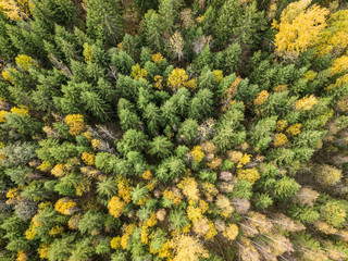 Sticker - autumn orange and green colored leaf tree forest from above. drone image