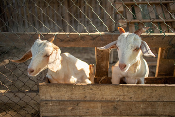 two goats poke out their head through wooden fence at farm in warm light