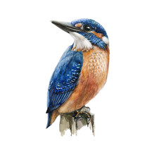 Kingfisher Bird Sitting On A Tree Branch Watercolor Illustration. Hand Drawn Picture Of A Bright Blue Bird With Orange Breast, Isolated On White Background.