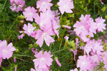 Malva Moschata Rosea Pink Flowers