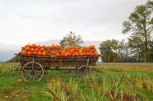Halloween, Ancient Wagon With Pumpkins. Ripe Autumn Vegetables In A Old Wooden Cart. Old Decorative Horse-drawn Carriage As A Creative Decorating With Gourds In Fall.