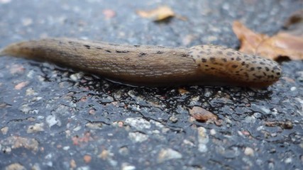 Wall Mural - a giant gardenslug quiet strip at the edge of the forest