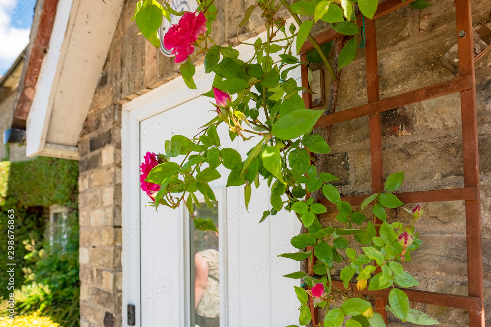 Flowering roses seen climbing a trellis located at the front of a brick ...