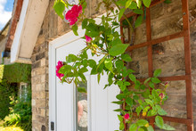 Flowering Roses Seen Climbing A Trellis Located At The Front Of A Brick But House. Part Of The Door And Brickwork Can Be Seen, Taken During Early Summer.