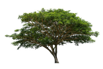Samanea saman(Leguminosae) tree isolated on white background with clipping path.