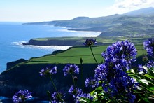 Azores Coast With Purple Flower Infront