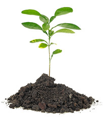 Young plant of citrus fruit growing from soil, white background.