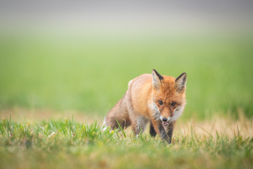 Wall Mural - Mammals - European Red Fox (Vulpes vulpes)