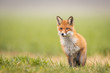 © szczepank - Mammals - European Red Fox (Vulpes vulpes)
