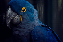  A Blue Macaw Lost In Buenos Aires