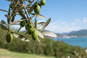 Wall Mural - Olive tree against blue sea and sky, Shodoshima Island in Kagawa, Japan　オリーブの木と瀬戸内海 香川県・小豆島