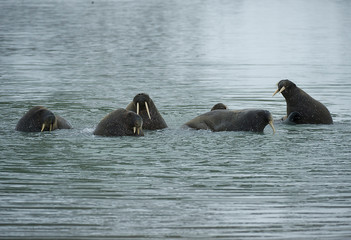 Wall Mural - Walrus - Svalbard