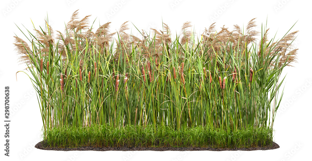 Cut out plant. Reed grass. Cattail and reed plant isolated on white background. Cutout distaff and bulrush. High quality clipping mask . - obrazy, fototapety, plakaty 