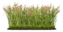 Cut Out Plant. Reed Grass. Cattail And Reed Plant Isolated On White Background. Cutout Distaff And Bulrush. High Quality Clipping Mask .