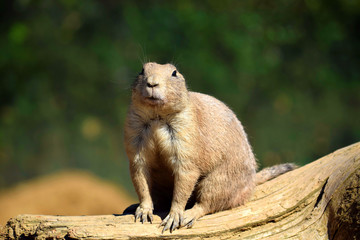 Wall Mural - Black Tailed Prairie Dog Rodent Sitting on Wooden Log Looking