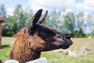 portrait of a alpaca