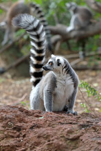 A Ring-tailed Lemur (Lemur Catta) On The Ground With Its Tail Up, Looking Left And Backlit