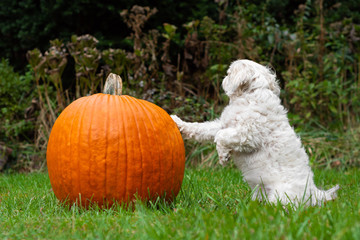 Wall Mural - Dog with one paw on pumpkin looking away