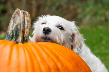 Wall Mural - Small dog resting head on pumpkin