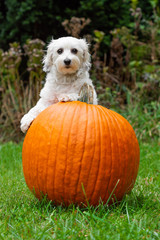 Wall Mural - Dog leaning on pumpkin