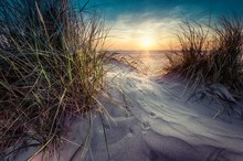 Beautiful Scenery Of Grass Grown In The Sand On The Seashore With Sunset In The Background