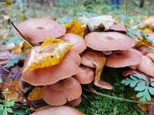 Autumn Mushrooms. Photo Autumn Forest With Yellow Leaves And Mushrooms