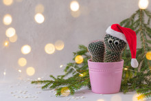 Cactus In Santa Claus Hat, Potted In Pink, Over The Fir-tree Branches Background