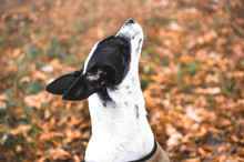 Basenji Dog Looks Up From The Side, On A Background Of Wet Grass