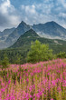 © tomeyk - Mountain landscape, Tatra mountains panorama, Poland colorful flowers and peaks in Gasienicowa valley (Hala Gasienicowa), summer