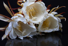 Close Up Of White Flower, Night Blooming Cereus.  Aka Ceroid Cacti, Queen Of The Night.