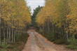 Leśna droga jesienią.