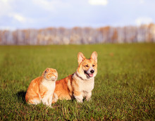 Red Cat And Corgi Dog Puppy Sit Side By Side On Green Grass In Sunny Spring Day On Meadow In Village